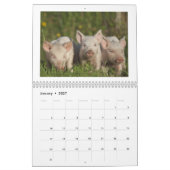 Happy Piglets - 2016-pingkalender Kalender (Jan 2027)