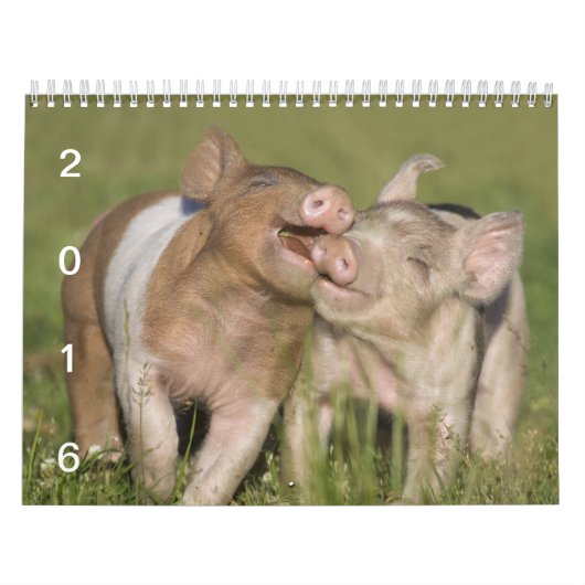 Happy Piglets - 2016-pingkalender Kalender (Hoes)