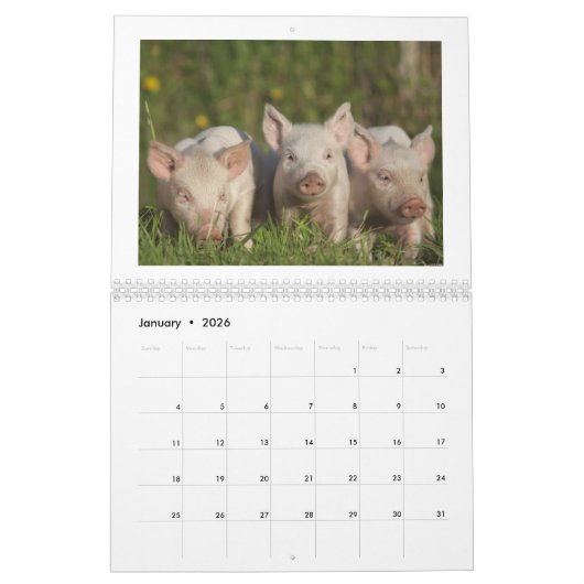 Happy Piglets - 2016-pingkalender Kalender (Jan 2026)