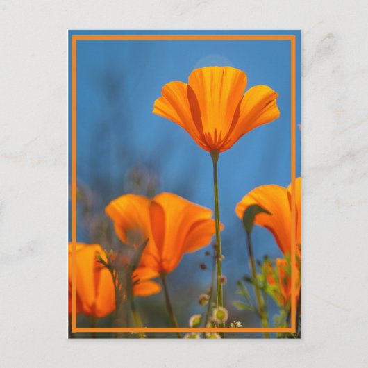 Happy Poppy Briefkaart (Voorkant)
