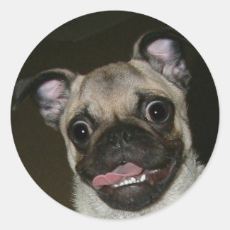 Happy Pug Ronde Sticker