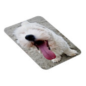 Happy Puppy white dog, malteese, maltipoo. Magneet (Rechterzijde)