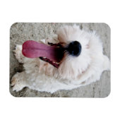 Happy Puppy white dog, malteese, maltipoo. Magneet (Horizontaal)