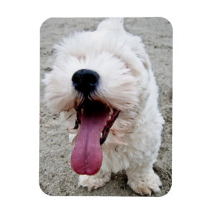 Happy Puppy white dog, malteese, maltipoo. Magneet