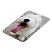 Happy Puppy white dog, malteese, maltipoo. Magneet (Linkerzijde)