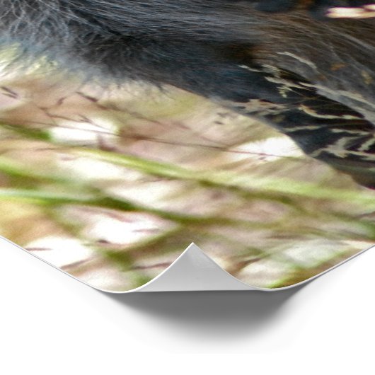 HAPPY RACCOON POSTER (Hoek)