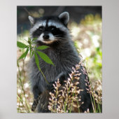 HAPPY RACCOON POSTER (Voorkant)