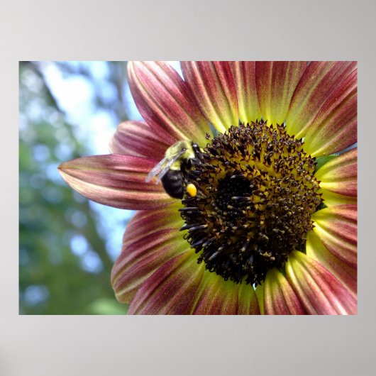 Happy Red Sunflower N Bee Poster (Voorkant)
