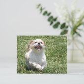 Happy run Shih Tzu Briefkaart (Staand voorkant)