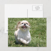 Happy run Shih Tzu Briefkaart (Voorkant / Achterkant)