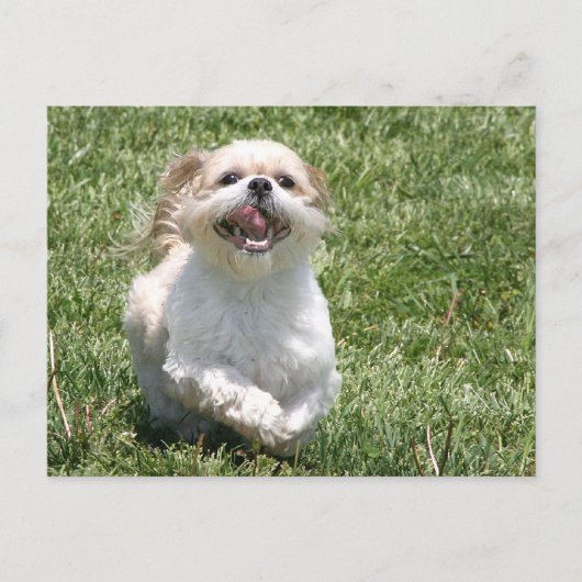 Happy run Shih Tzu Briefkaart (Voorkant)