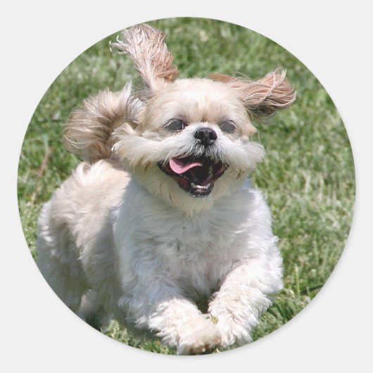 Happy run Shih Tzu Ronde Sticker (Voorkant)