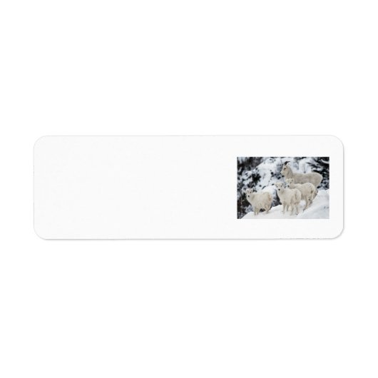 Happy Sheep-familie Etiket (Voorkant)