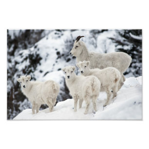 Happy Sheep-familie Foto Afdruk
