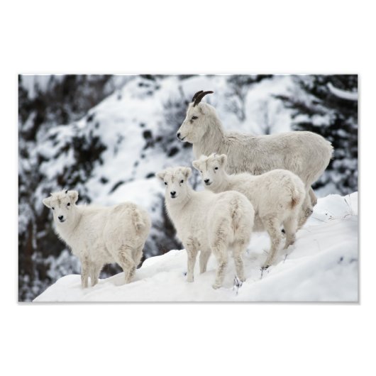 Happy Sheep-familie Foto Afdruk (Voorkant)