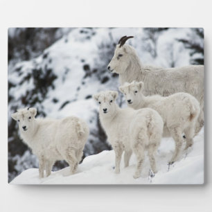 Happy Sheep-familie Fotoplaat