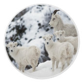 Happy Sheep-familie Keramische Knop (Voorkant)
