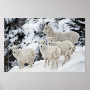Happy Sheep-familie Poster