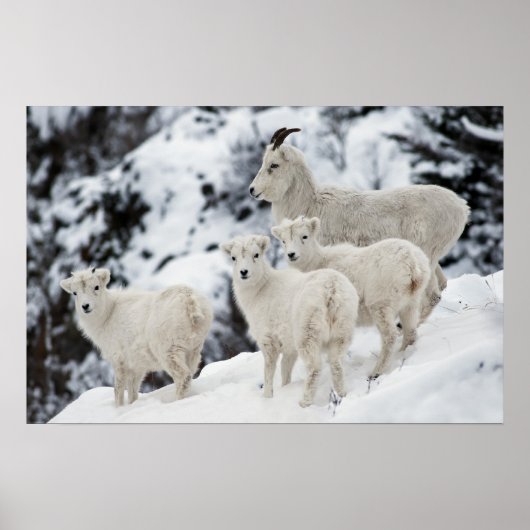 Happy Sheep-familie Poster (Voorkant)