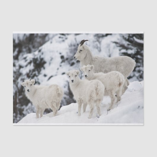 Happy Sheep-familie Tissuepapier (Voorkant)
