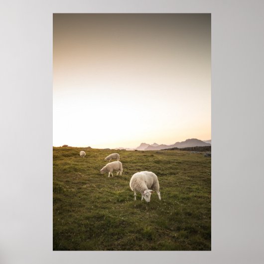 Happy Sheep Poster (Voorkant)