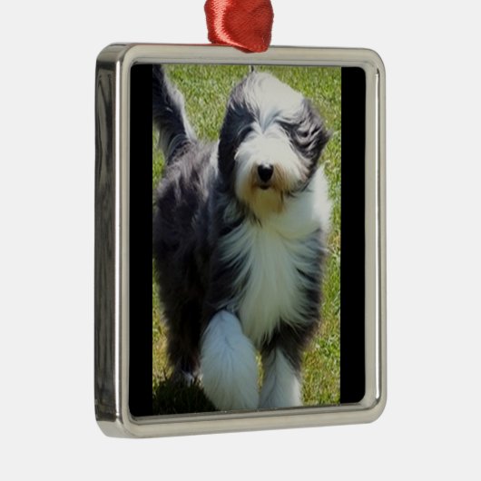HAPPY SHEEPDOG CHRISTMAS ORNAMENT (Rechts)