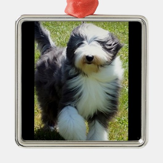 HAPPY SHEEPDOG CHRISTMAS ORNAMENT (Voorkant)
