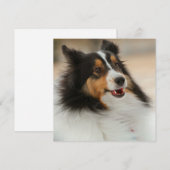 Happy Shelty (Voorkant / Achterkant)