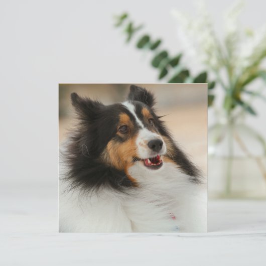 Happy Shelty (Staand voorkant)