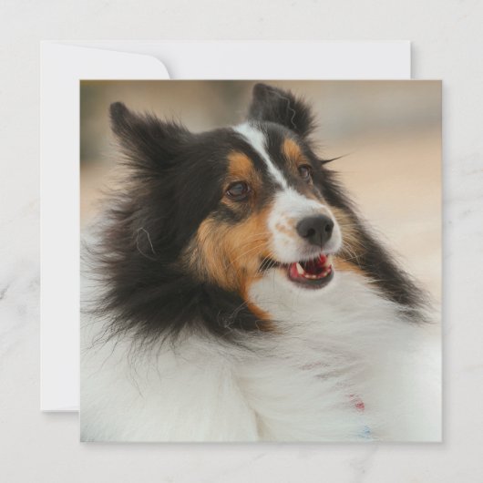 Happy Shelty (Voorkant)