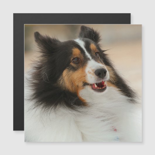 Happy Shelty (Voorkant / Achterkant)