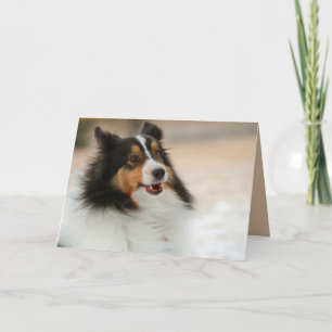 Happy Shelty Kaart