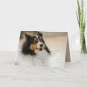 Happy Shelty Kaart (Voorkant)