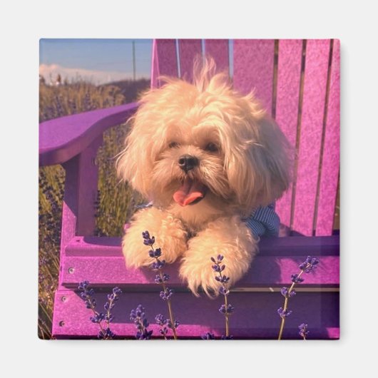 Happy Shih Tzu Puppy Relaxing (Dog Days) Magneet (Voorkant)