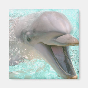 Happy Smiling Dolphin Magneet