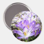Happy Spring Crocus Magnet (Voorkant / Achterkant)