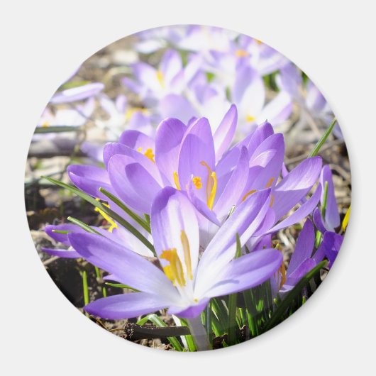 Happy Spring Crocus Magnet (Voorkant)