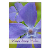 Happy Spring Flowering Vinca Paarse Blooms (Voorkant)