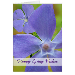 Happy Spring Flowering Vinca Paarse Blooms