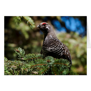 Happy Spruce Grouse