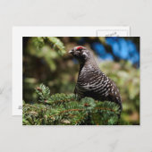 Happy Spruce Grouse Briefkaart (Voorkant / Achterkant)