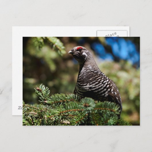 Happy Spruce Grouse Briefkaart (Voorkant / Achterkant)