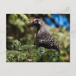 Happy Spruce Grouse Briefkaart