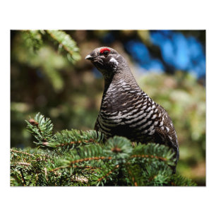 Happy Spruce Grouse Foto Afdruk