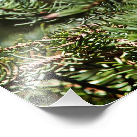 Happy Spruce Grouse Foto Afdruk (Hoek)