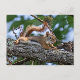 Happy Squirrel Briefkaart