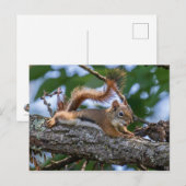 Happy Squirrel Briefkaart (Voorkant / Achterkant)