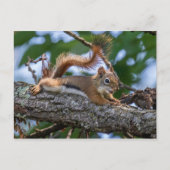 Happy Squirrel Briefkaart (Voorkant)