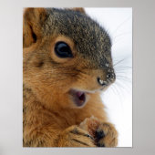 Happy Squirrel Poster (Voorkant)