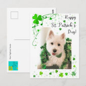 Happy St. Patrick's Day, Westie Dog is klaar Briefkaart (Voorkant / Achterkant)